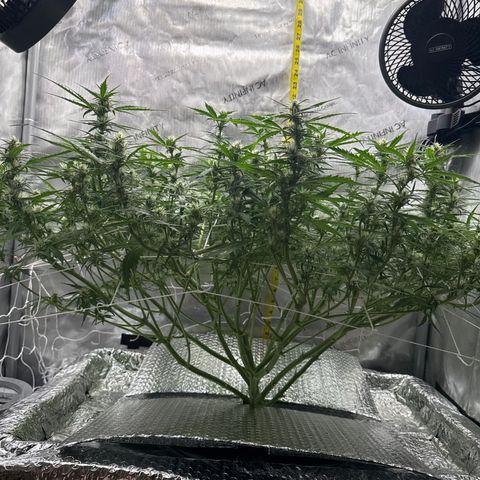 Walter White growlog timeline photo