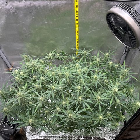 Walter White growlog timeline photo