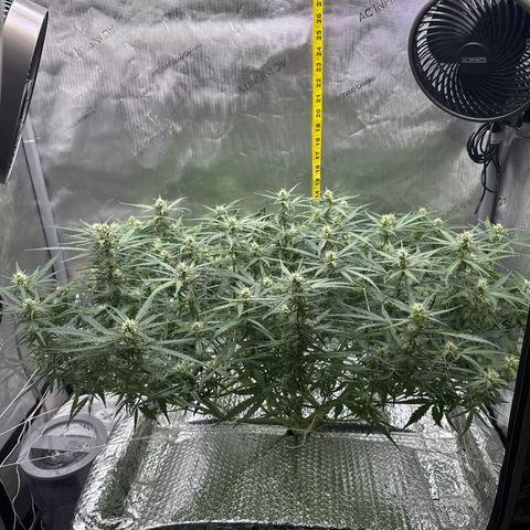 Walter White growlog timeline photo