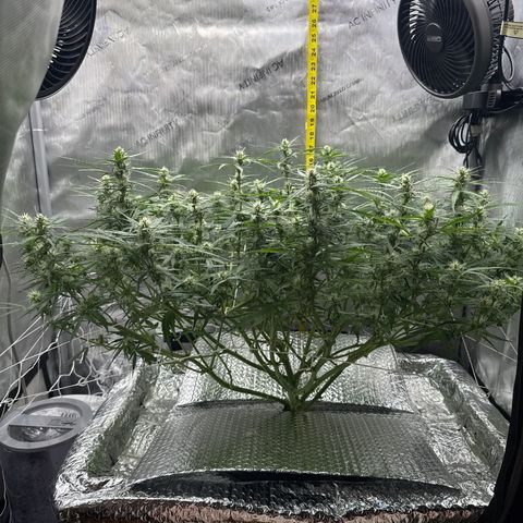 Walter White growlog timeline photo