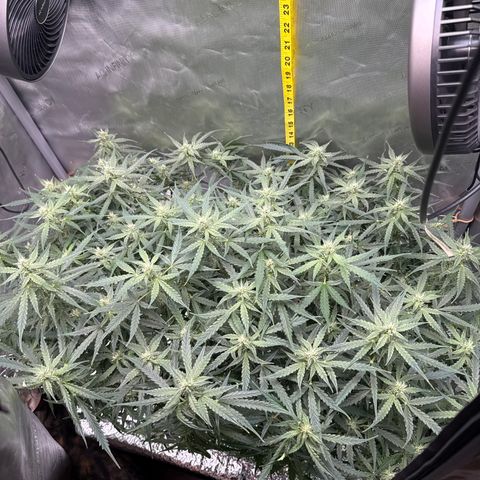 Walter White growlog timeline photo