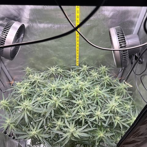 Walter White growlog timeline photo