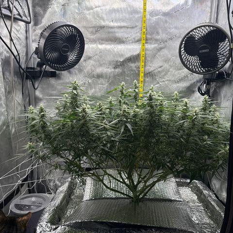Walter White growlog timeline photo