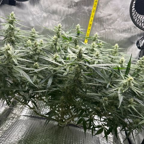 Walter White growlog timeline photo