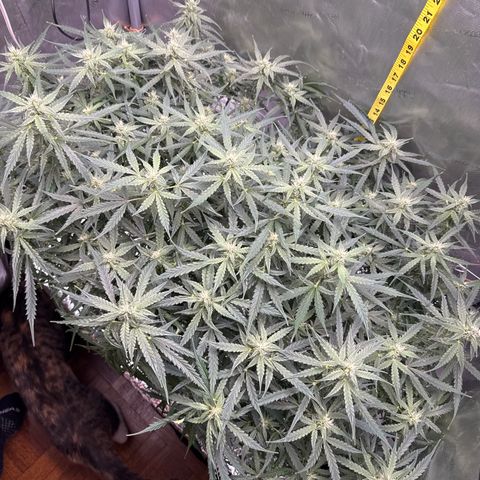 Walter White growlog timeline photo