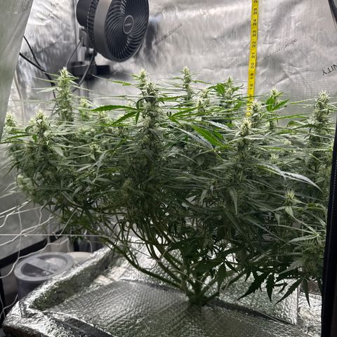 Walter White growlog timeline photo