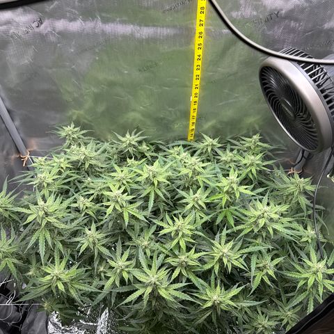 Walter White growlog timeline photo