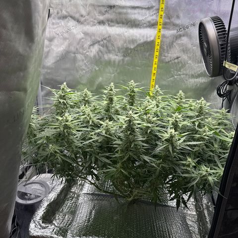 Walter White growlog timeline photo