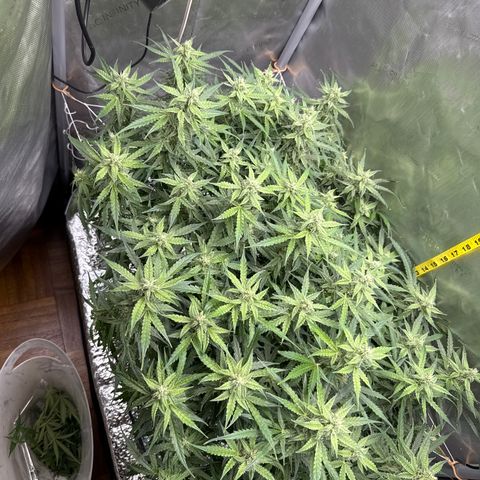 Walter White growlog timeline photo