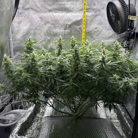 Walter White growlog timeline photo