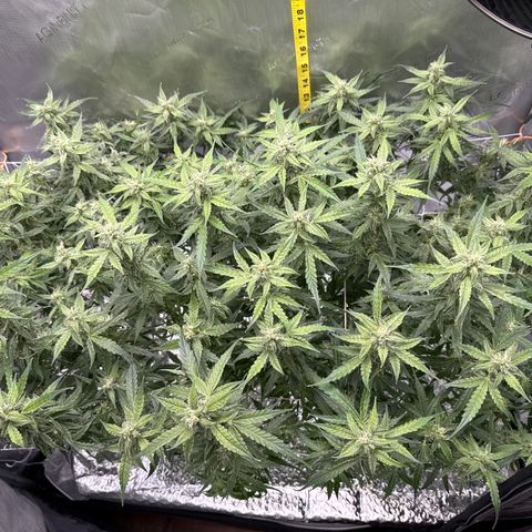 Walter White growlog timeline photo