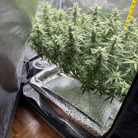 Walter White growlog timeline photo