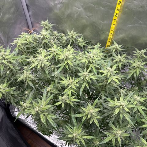 Walter White growlog timeline photo