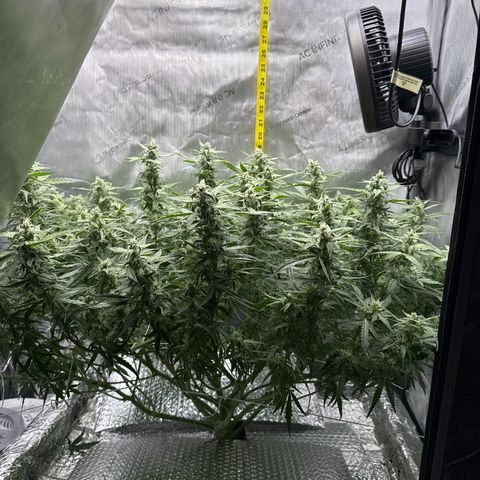 Walter White growlog timeline photo