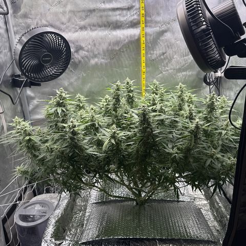 Walter White growlog timeline photo