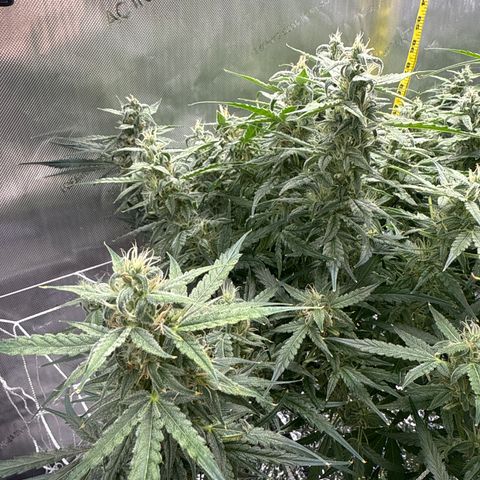 Walter White growlog timeline photo