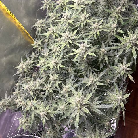 Walter White growlog timeline photo