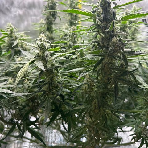 Walter White growlog timeline photo