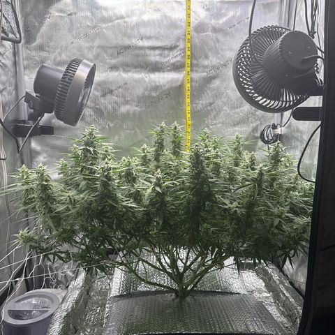 Walter White growlog timeline photo