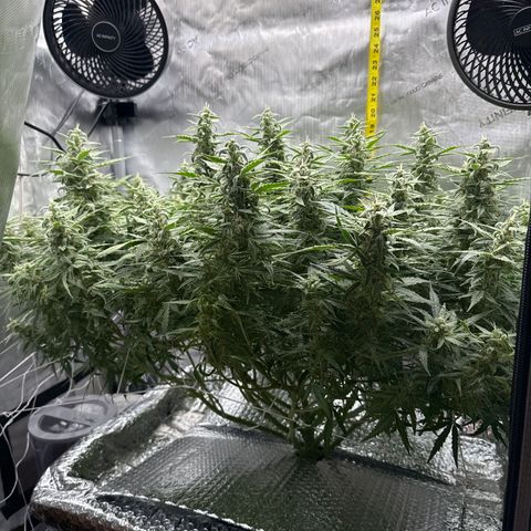 Walter White growlog timeline photo