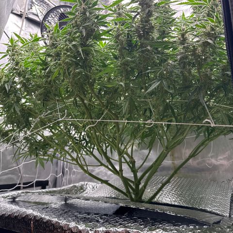 Walter White growlog timeline photo