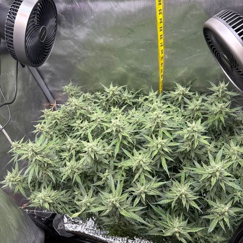Walter White growlog timeline photo