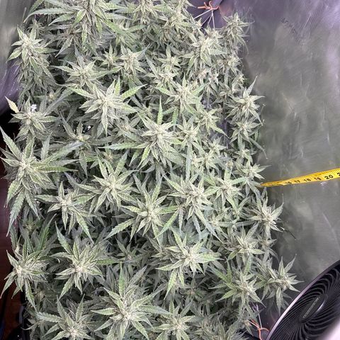 Walter White growlog timeline photo