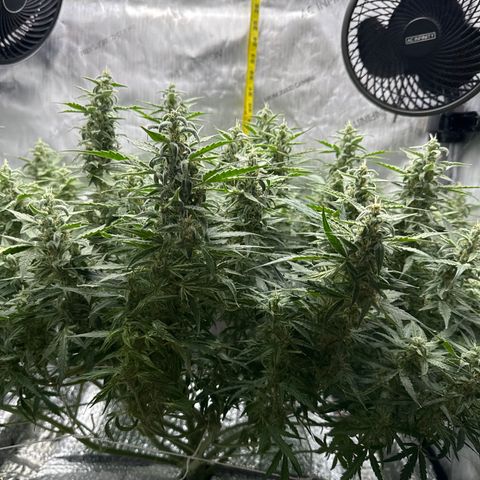 Walter White growlog timeline photo