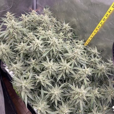 Walter White growlog timeline photo