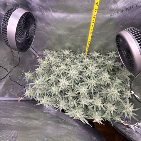 Walter White growlog timeline photo