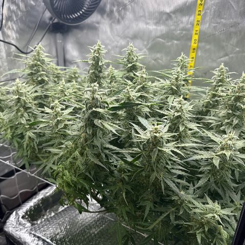 Walter White growlog timeline photo