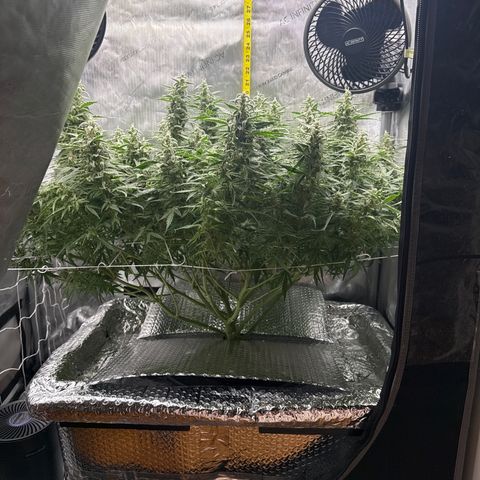 Walter White growlog timeline photo