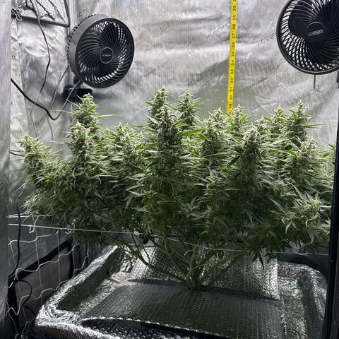 Walter White growlog timeline photo