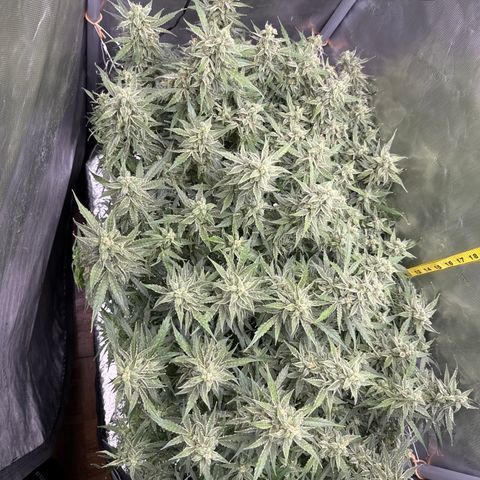 Walter White growlog timeline photo