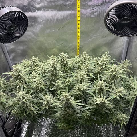 Walter White growlog timeline photo