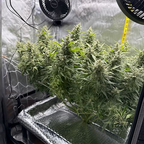 Walter White growlog timeline photo