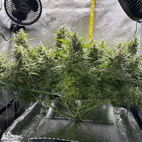Walter White growlog timeline photo