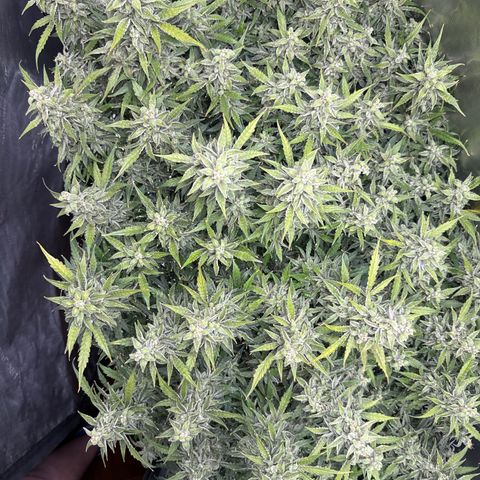Walter White growlog timeline photo