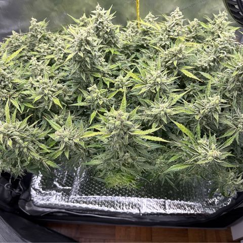 Walter White growlog timeline photo