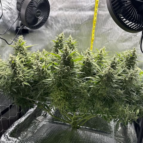 Walter White growlog timeline photo