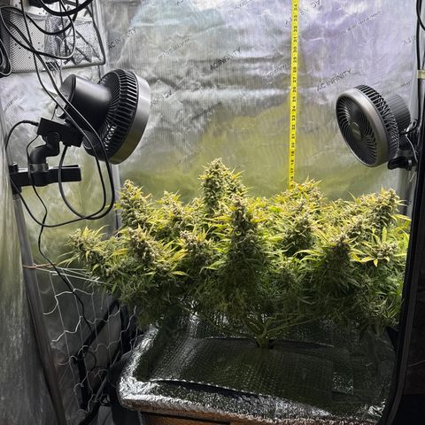 Walter White growlog timeline photo
