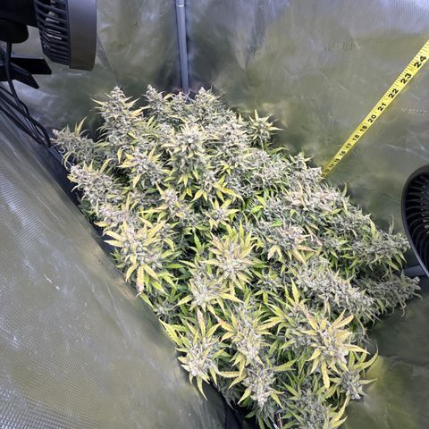 Walter White growlog timeline photo