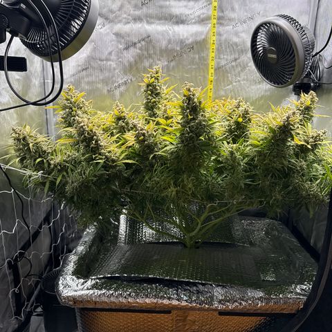 Walter White growlog timeline photo