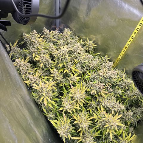 Walter White growlog timeline photo