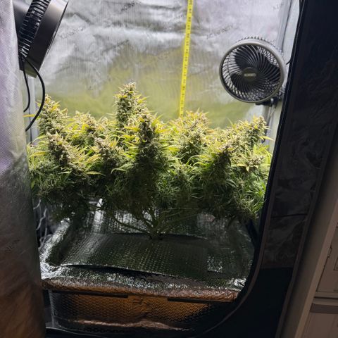 Walter White growlog timeline photo
