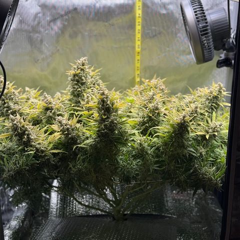 Walter White growlog timeline photo