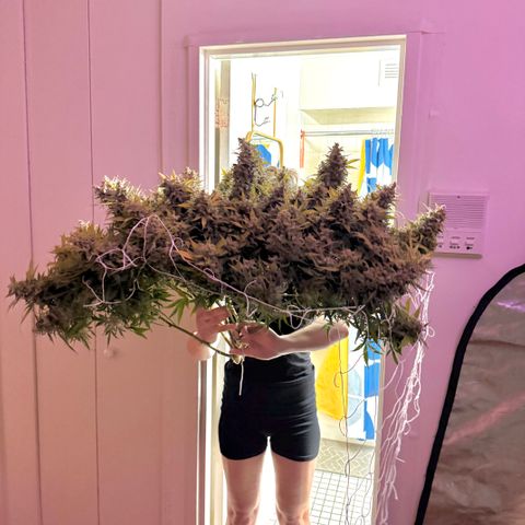 Walter White growlog timeline photo
