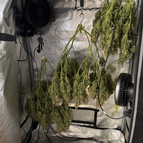 Walter White growlog timeline photo
