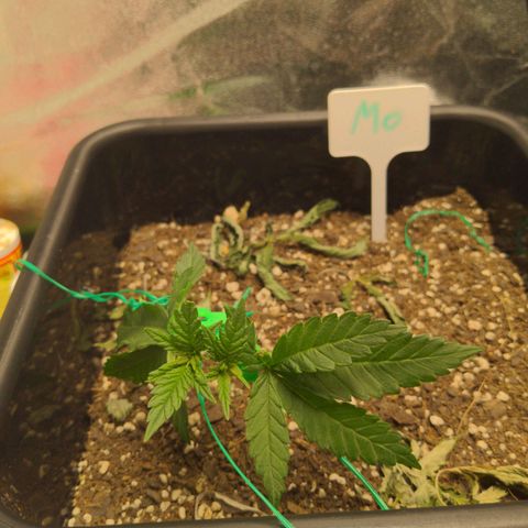 Mo growlog timeline photo