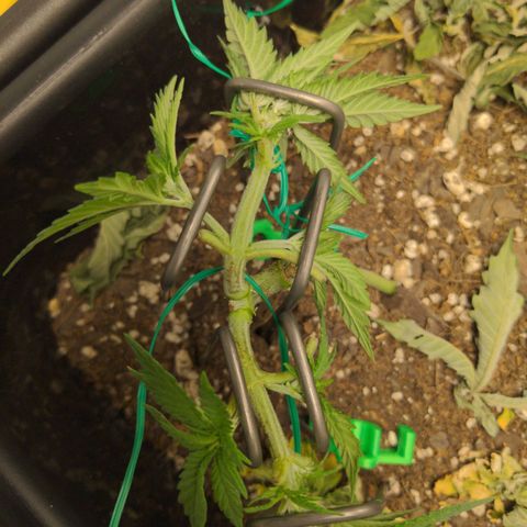 Mo growlog photo: Mo likes the new stakes too